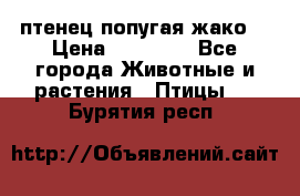 птенец попугая жако  › Цена ­ 60 000 - Все города Животные и растения » Птицы   . Бурятия респ.